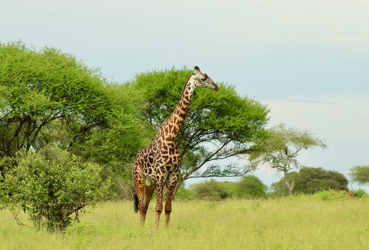 Giraffe game drive